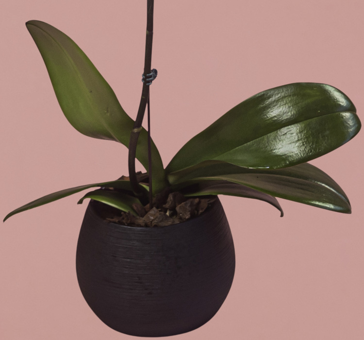 Purple Phalaenopsis in Black Round Pot