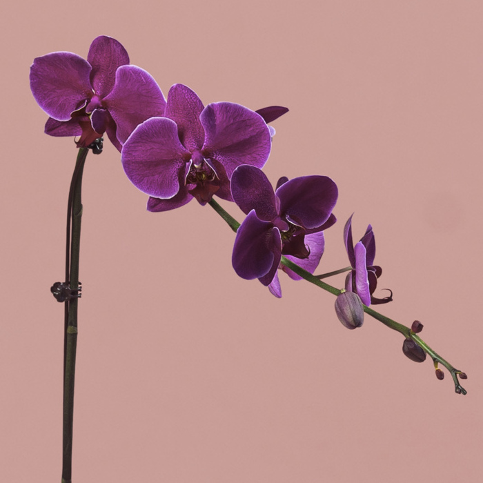 Purple Phalaenopsis in Black Round Pot