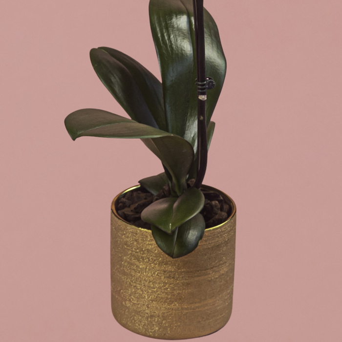 Pink Phalaenopsis in Gold Pot