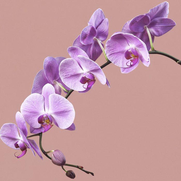 Pink Phalaenopsis in Gold Pot