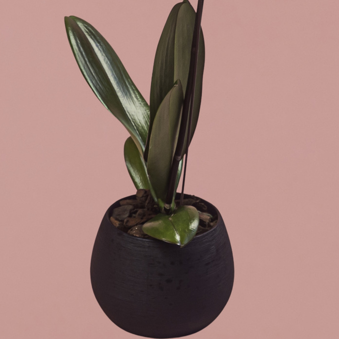 Pink Phalaenopsis in Black Round Pot