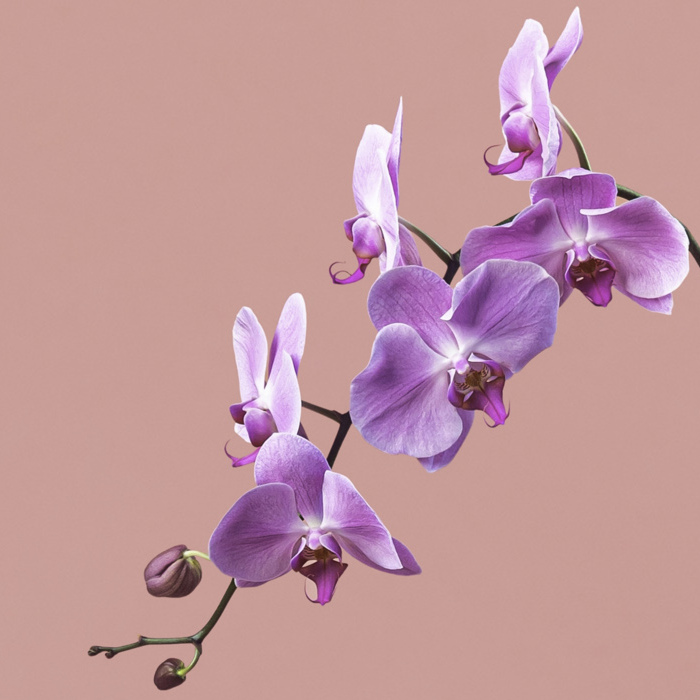 Pink Phalaenopsis in Black Round Pot