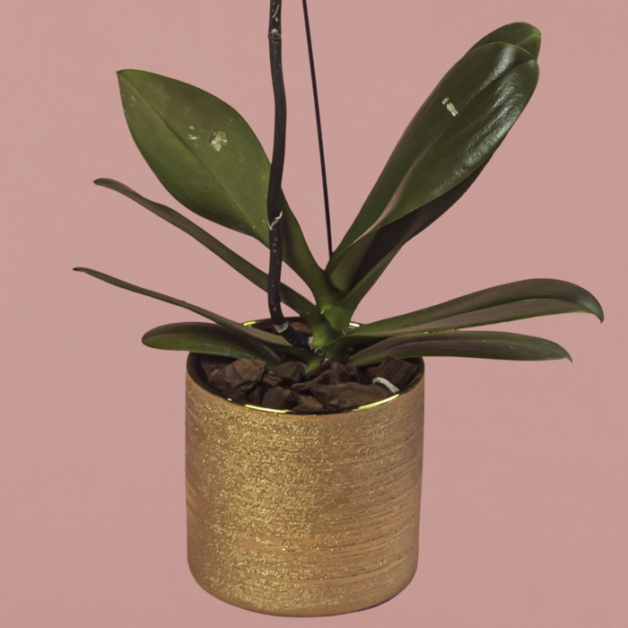 White Phalaenopsis in Gold Pot