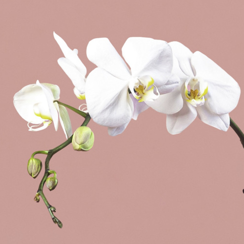 White Phalaenopsis in Gold Pot