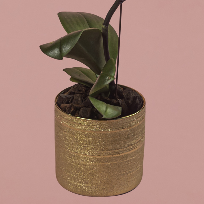 Purple Phalaenopsis in Gold Pot