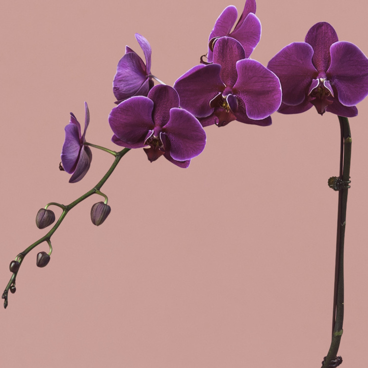 Purple Phalaenopsis in Gold Pot