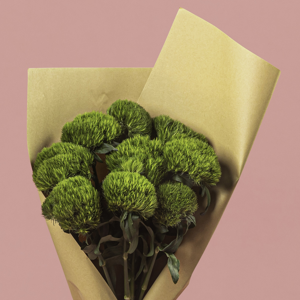 Dianthus Green Trick