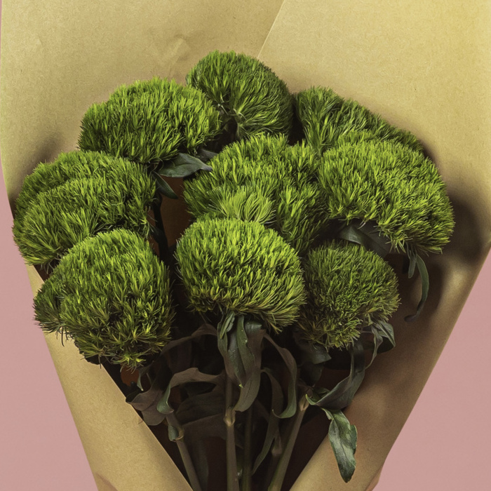 Dianthus Green Trick