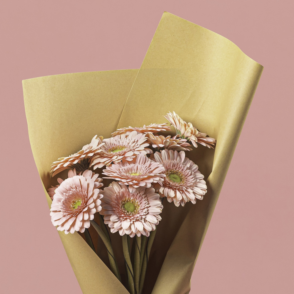 Gerbera Light Pink