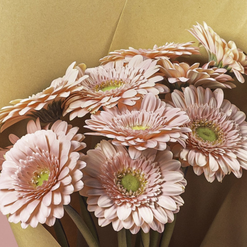 Gerbera Light Pink