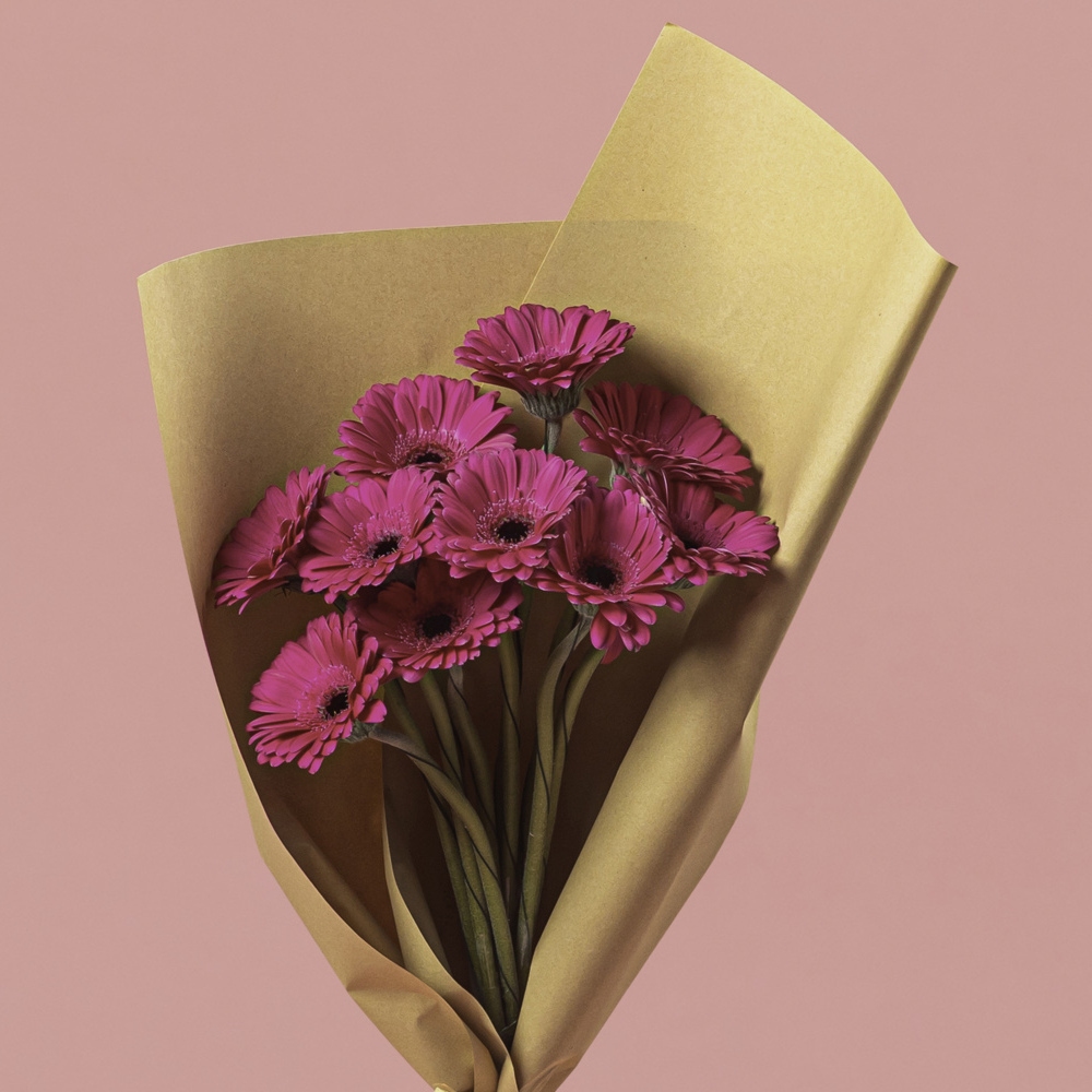 Gerbera Dark Pink