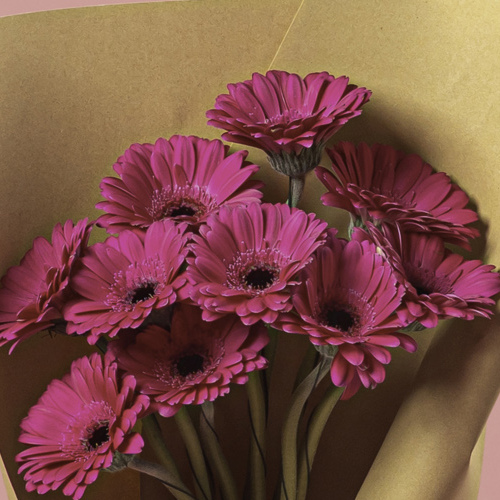 Gerbera Dark Pink