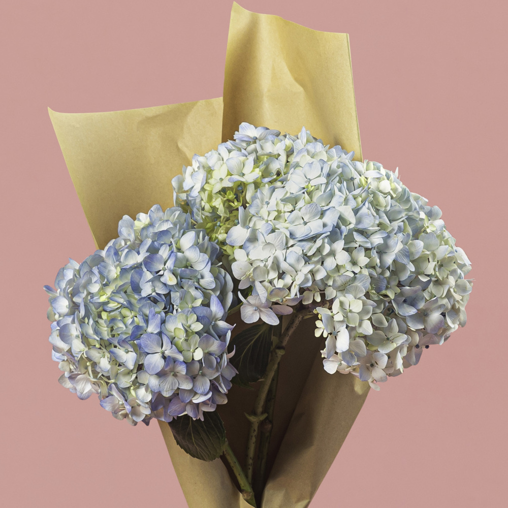 Light Blue Hydrangea