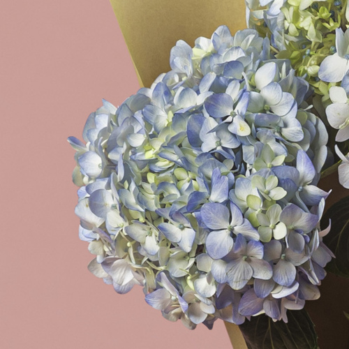 Light Blue Hydrangea