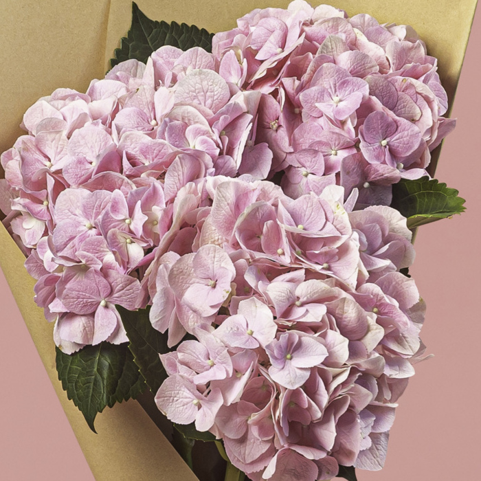 Pink Hydrangea