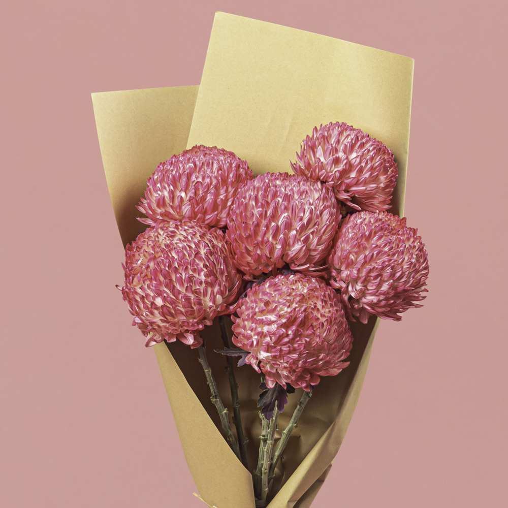 Chrysanthemum Single Head Pink