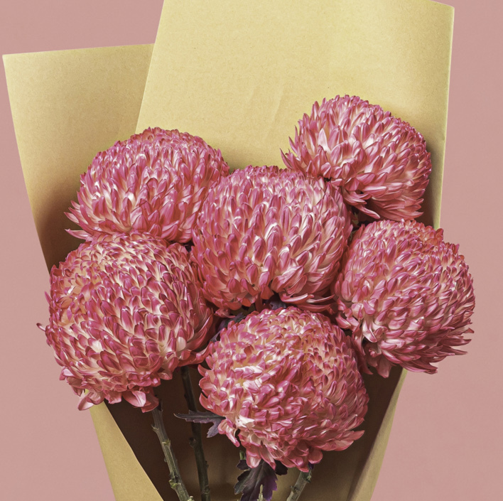 Chrysanthemum Single Head Pink