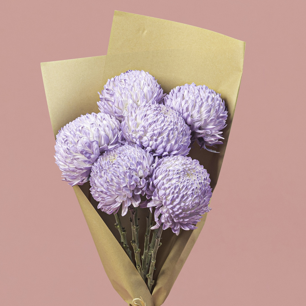 Chrysanthemum Single Head Lavender