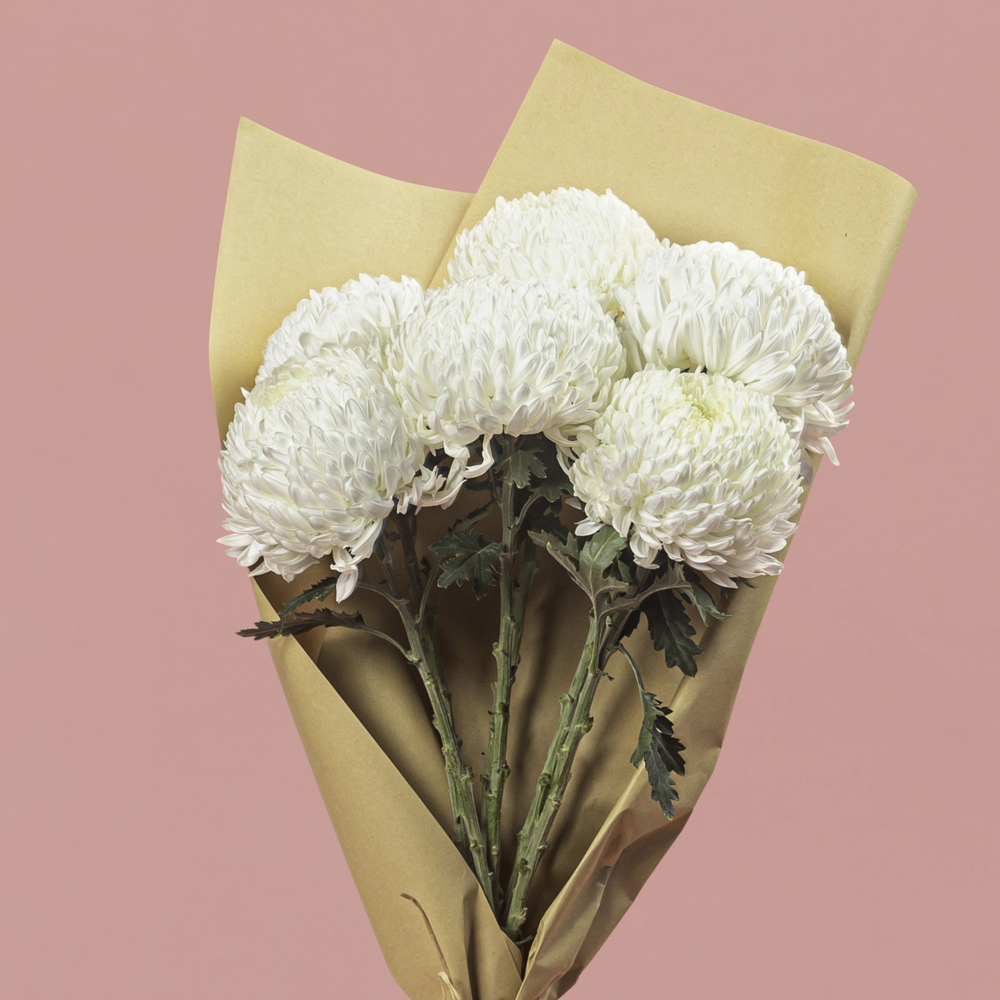 Chrysanthemum Single Head White