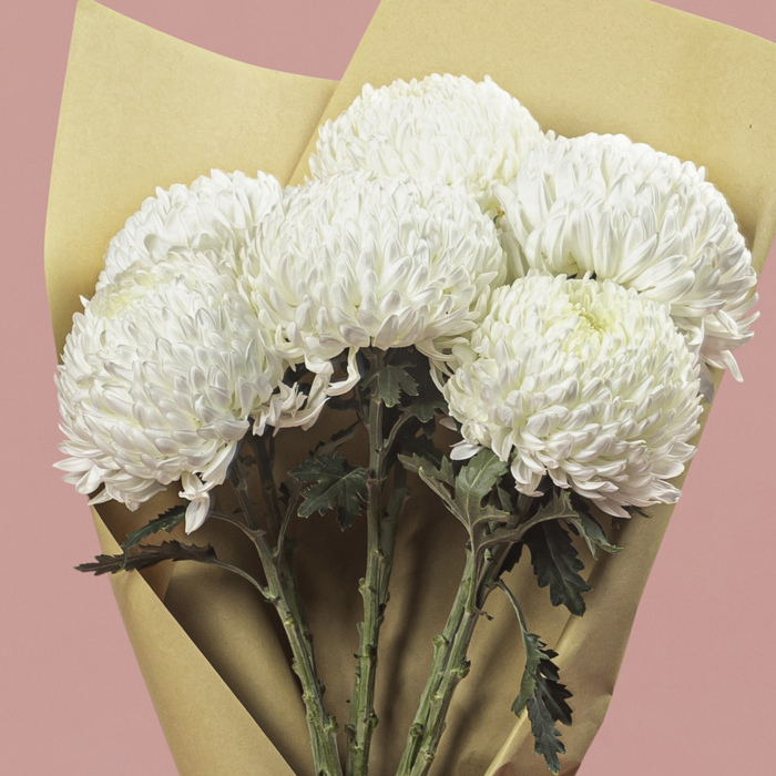 Chrysanthemum Single Head White
