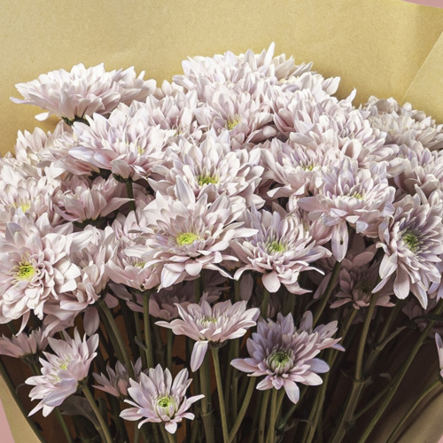 Chrysanthemum Pink