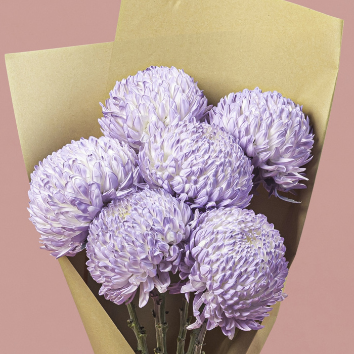 Chrysanthemum Single Head Lavender