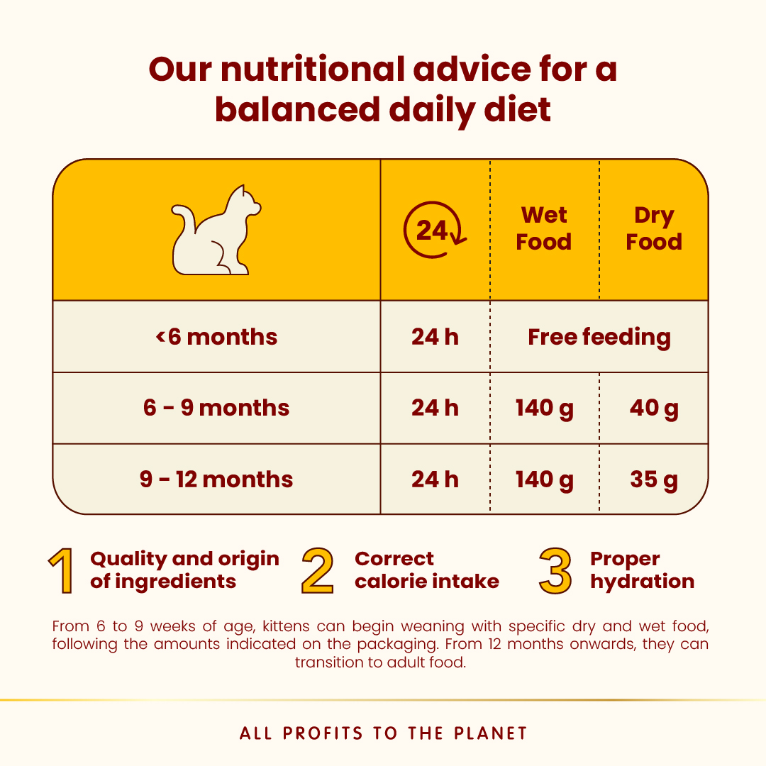 Almo Nature Kitten - Salmon and Tuna Wet food 70 g