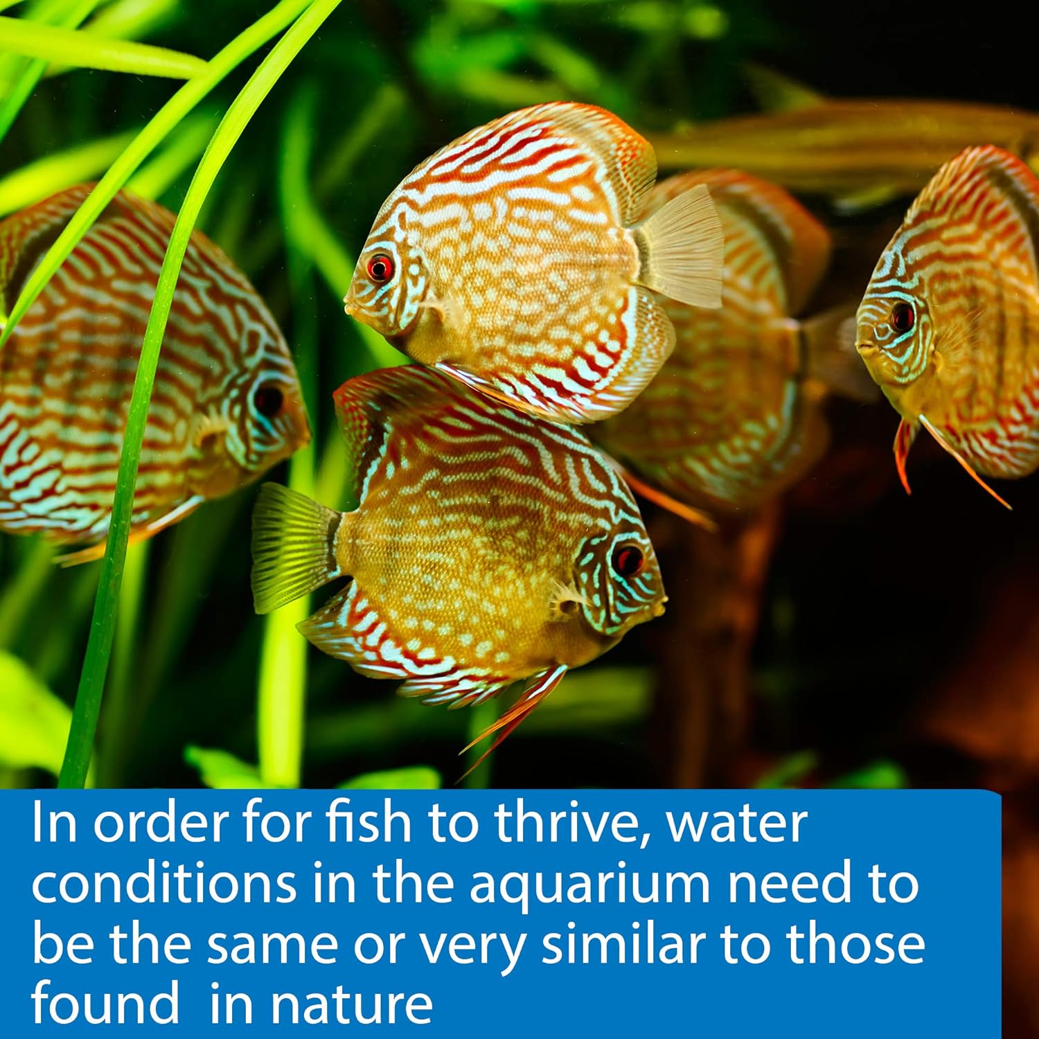 API 5in1 Test Strips 4 count