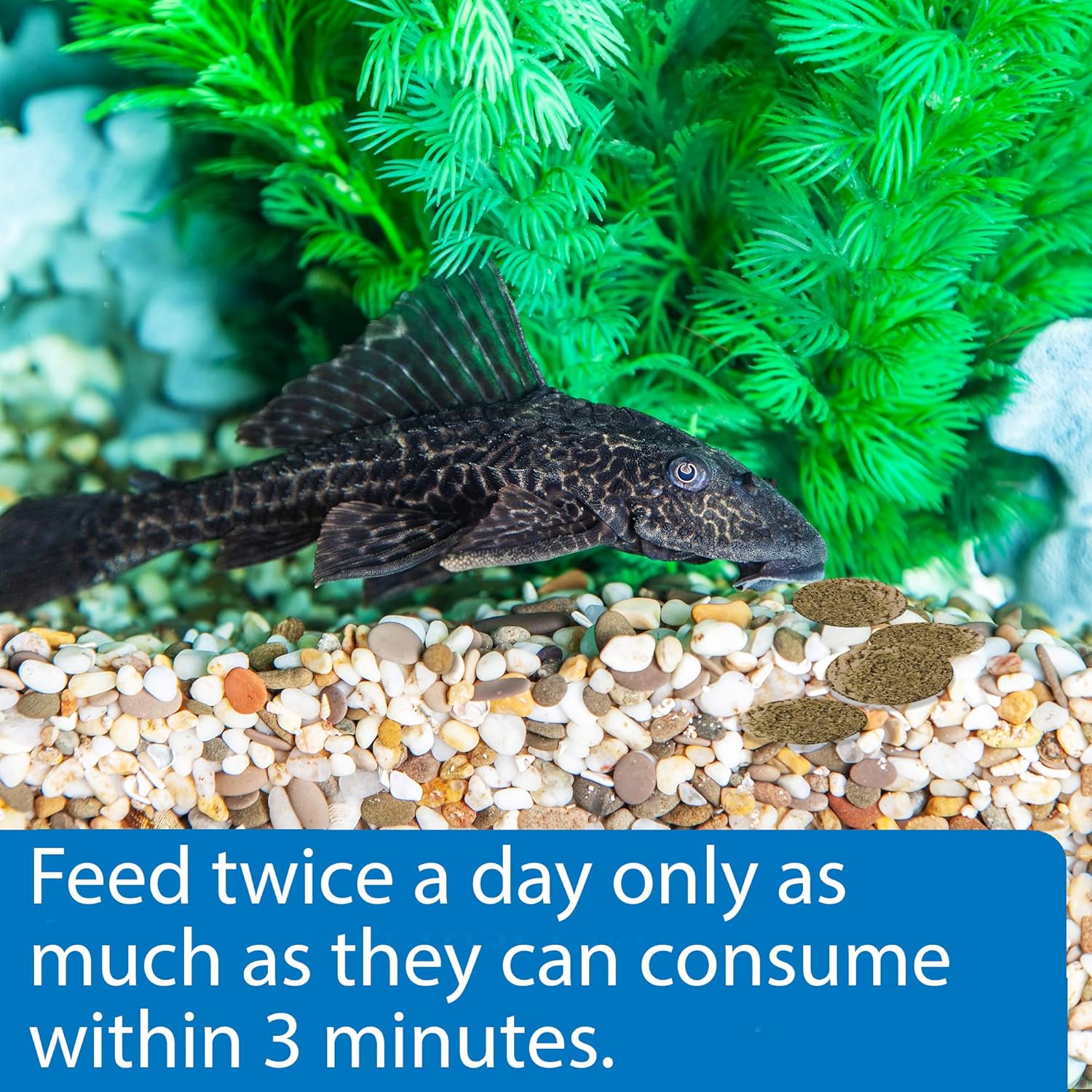 API Algae Eater Wafers Fish Food 1.3 oz