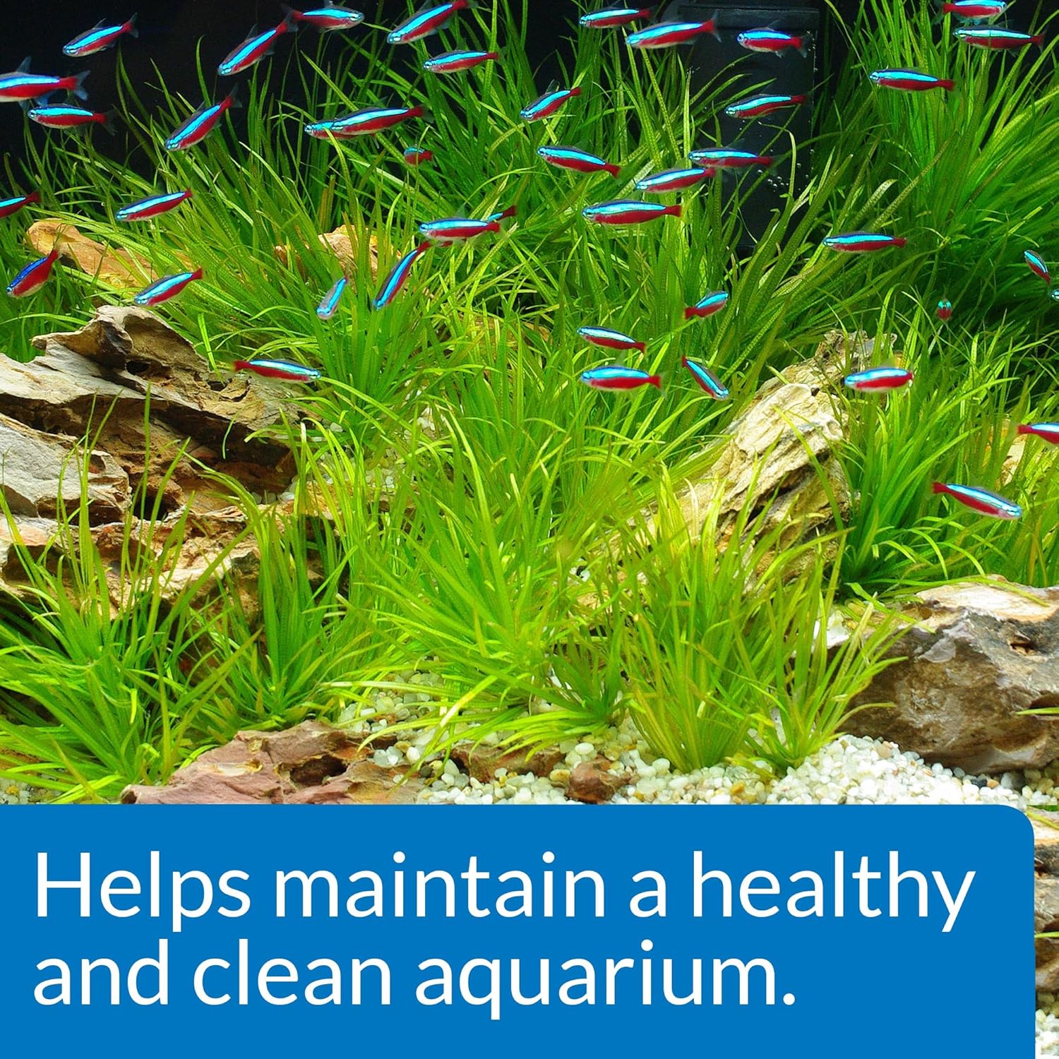 API Aquarium Start-Up Pack