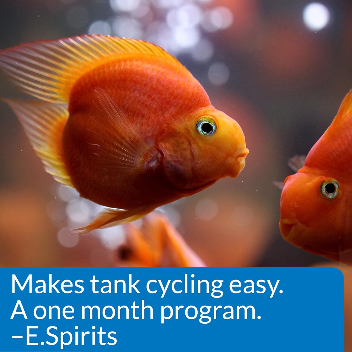 API Aquarium Start-Up Pack