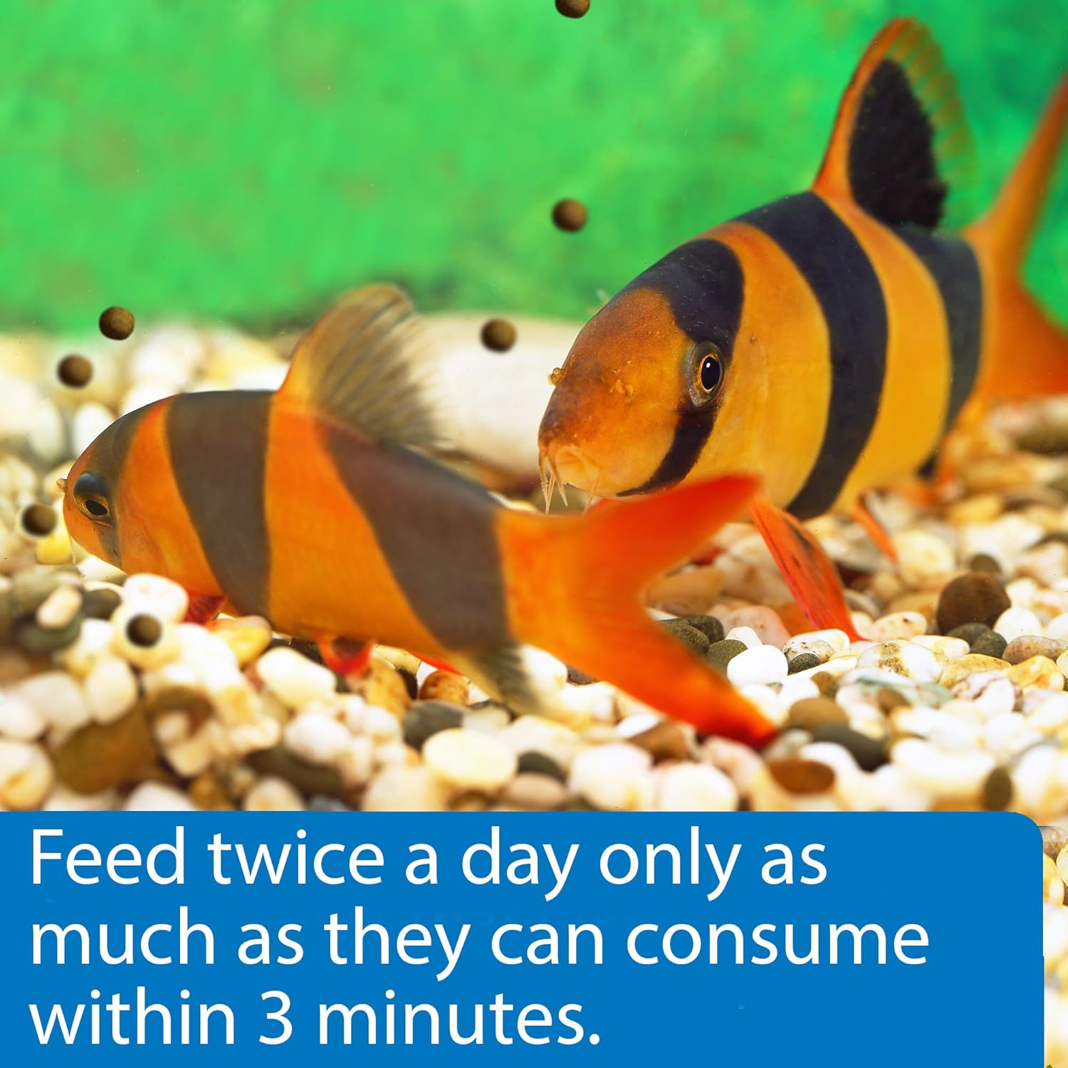 API Bottom Feeder Pellets With Shrimp 4 oz