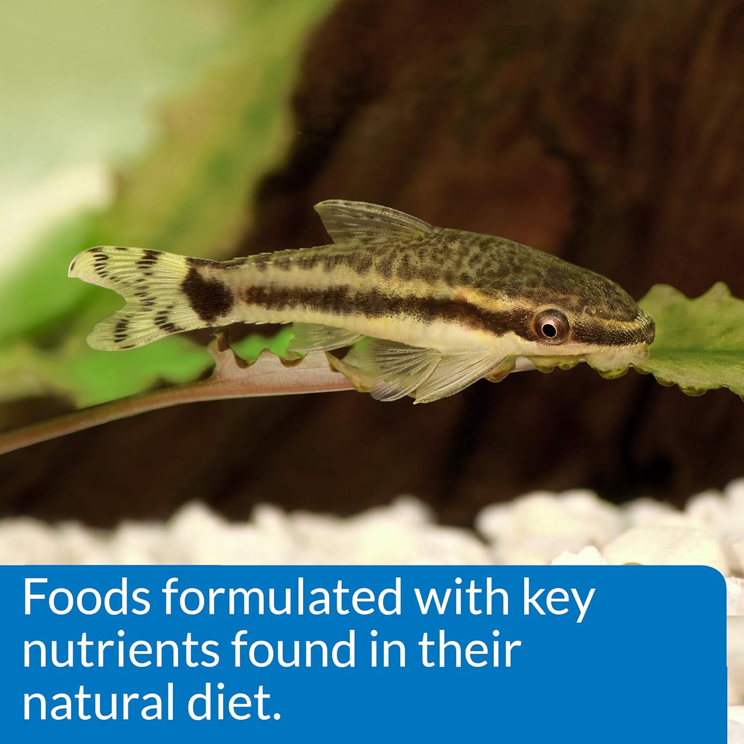 API Bottom Feeder Pellets With Shrimp 4 oz