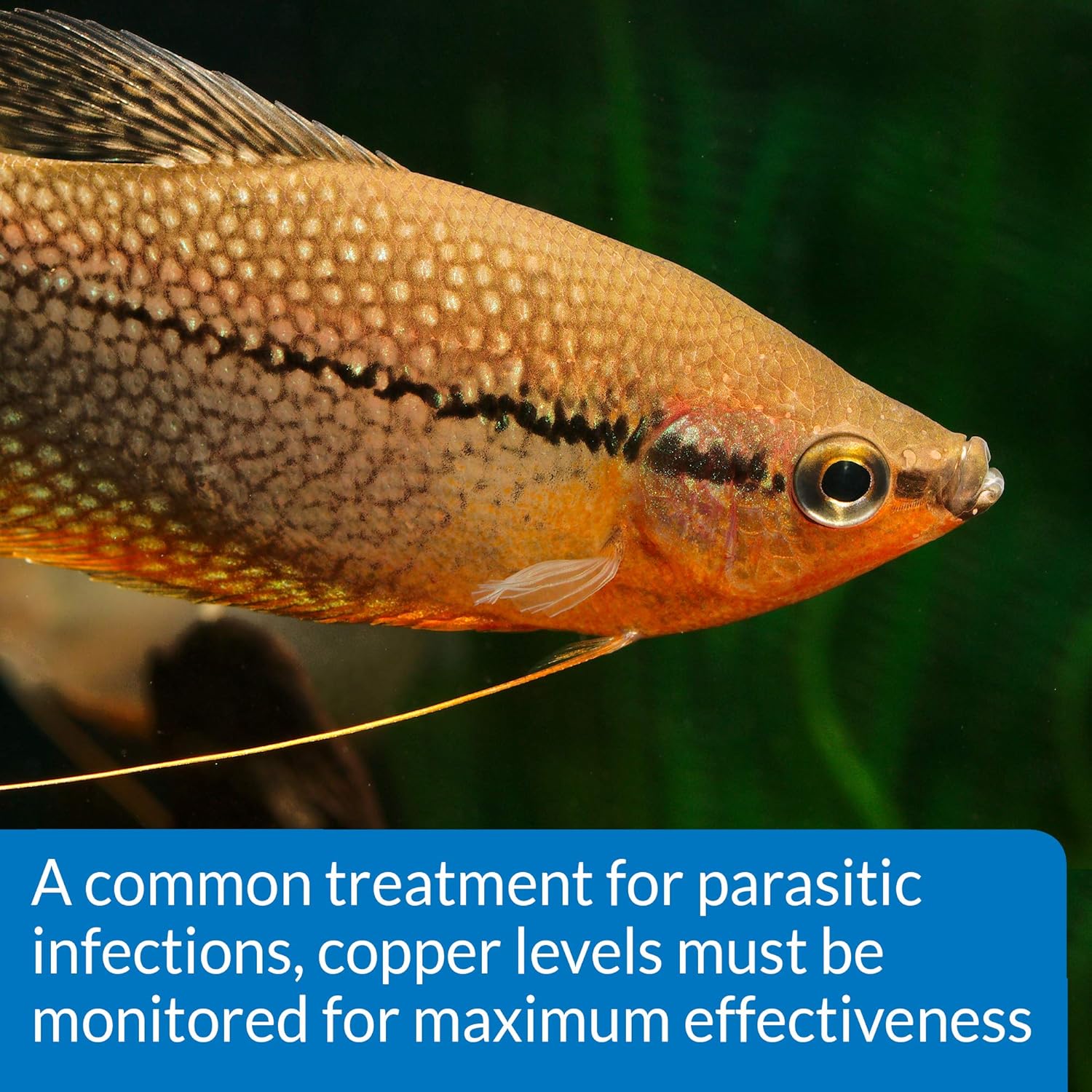 API Copper Cu+ Freshwater & Saltwater Aquarium Test Kit, 90 count