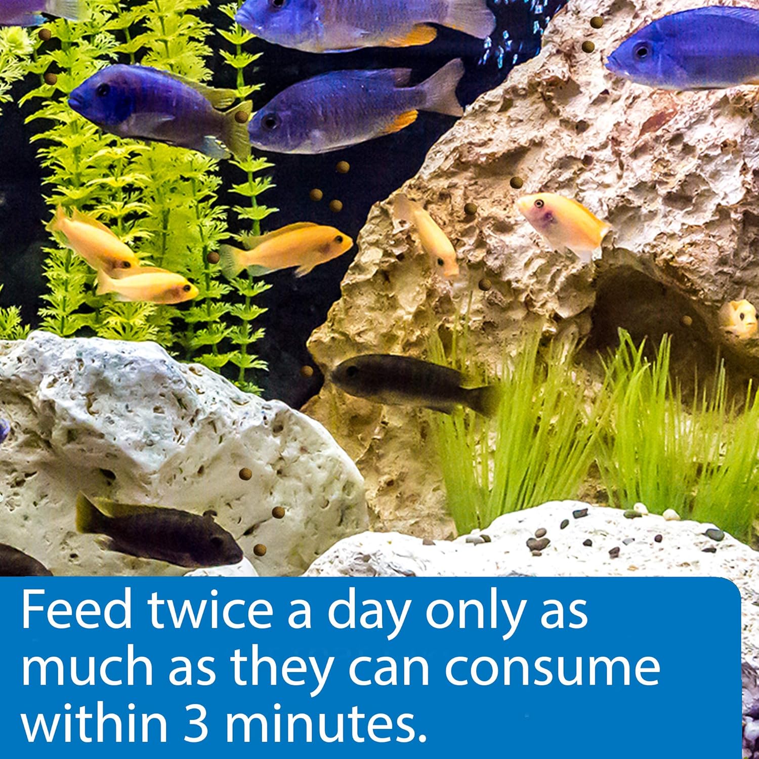 API Pellets Cichlid Fish Food 2.5 oz