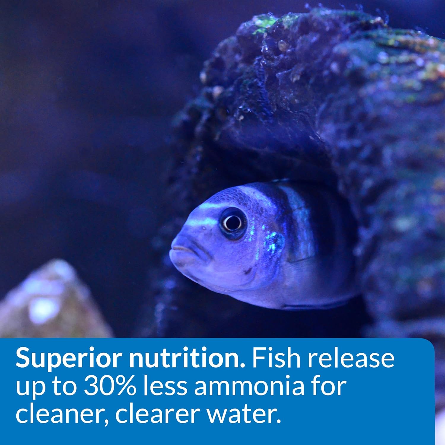 API Pellets Cichlid Fish Food 2.5 oz