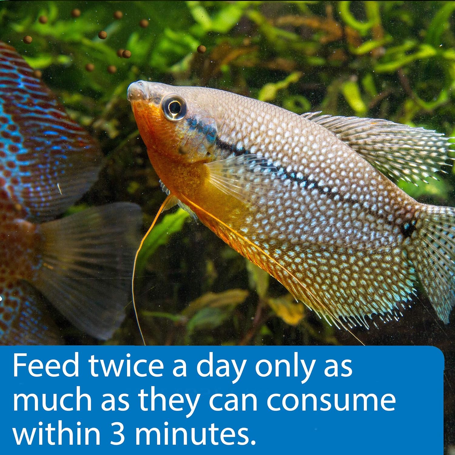 API Pellets Tropical Fish Food 1.6 oz