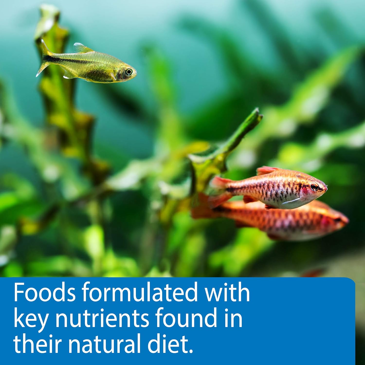 API Pellets Tropical Fish Food 1.6 oz