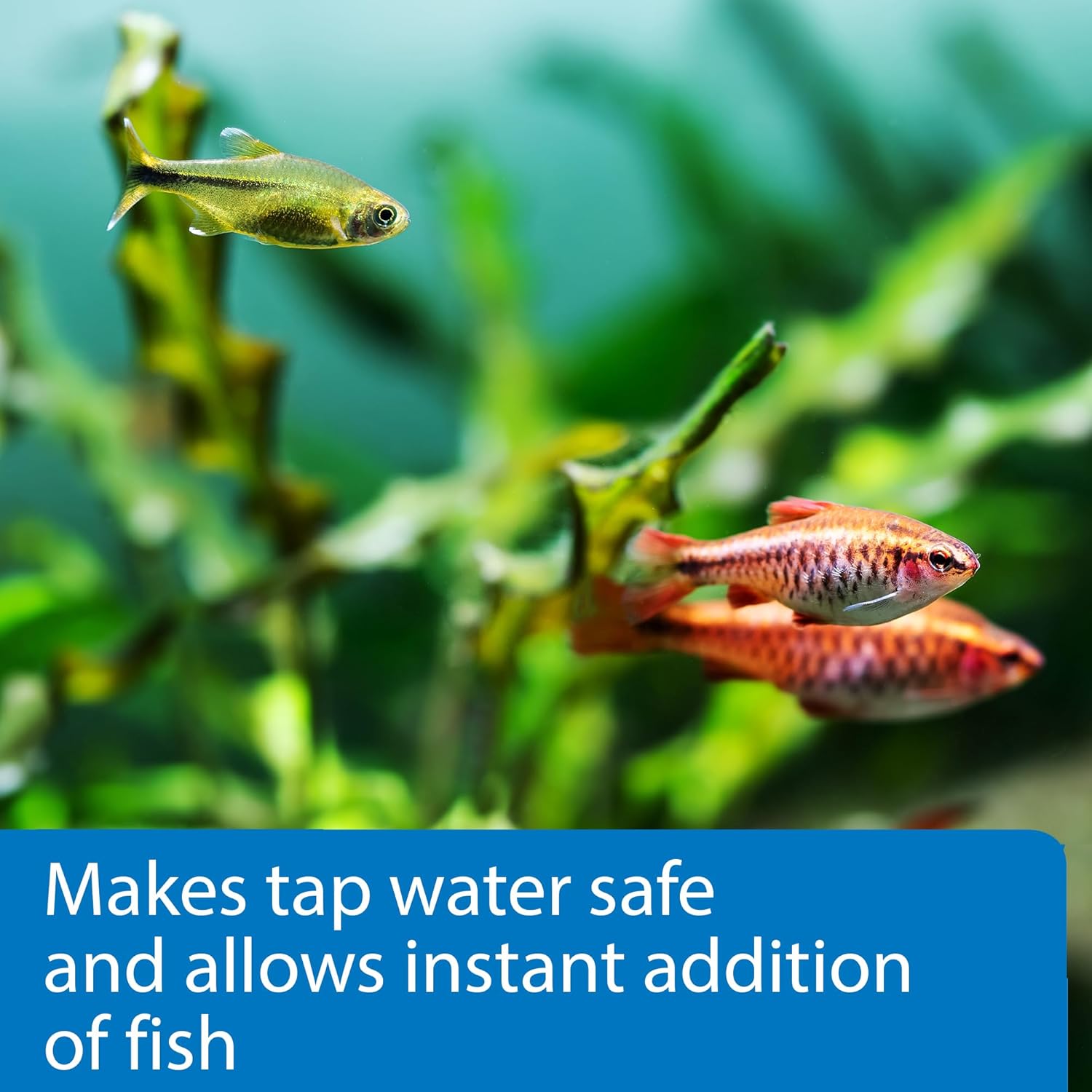 API Perfect Start Complete Start Up Additives