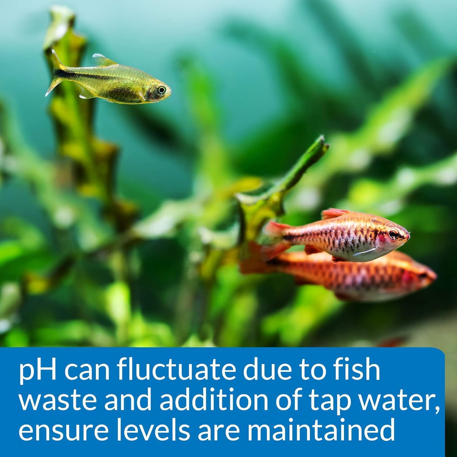 API pH Freshwater Aquarium Test Kit, 250 count