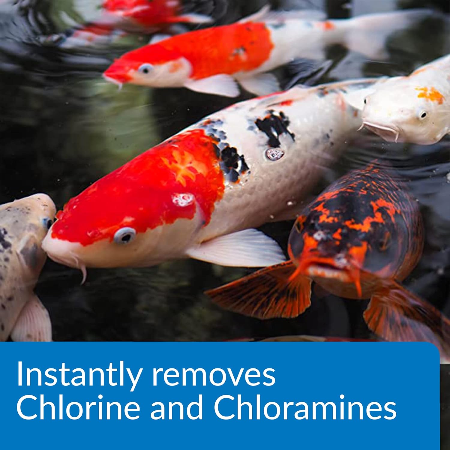 API Pond Ammo-Lock 16 oz