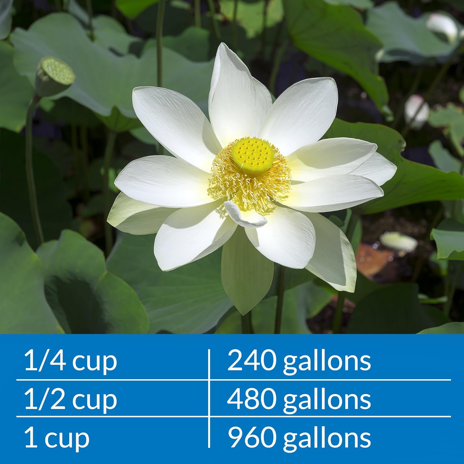 API Pond Ammo-Lock 16 oz