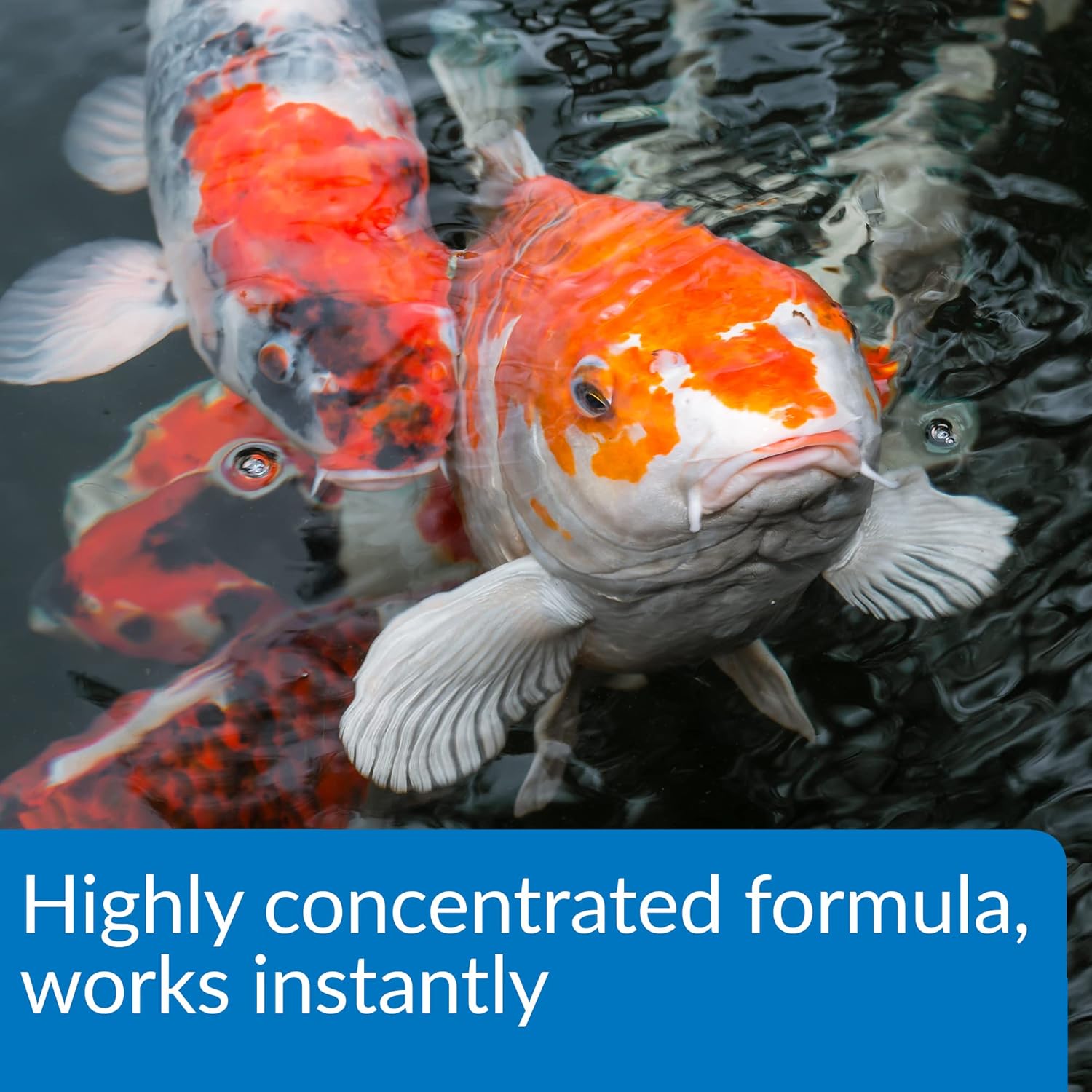 API Pond Aqua Essential 1 gal