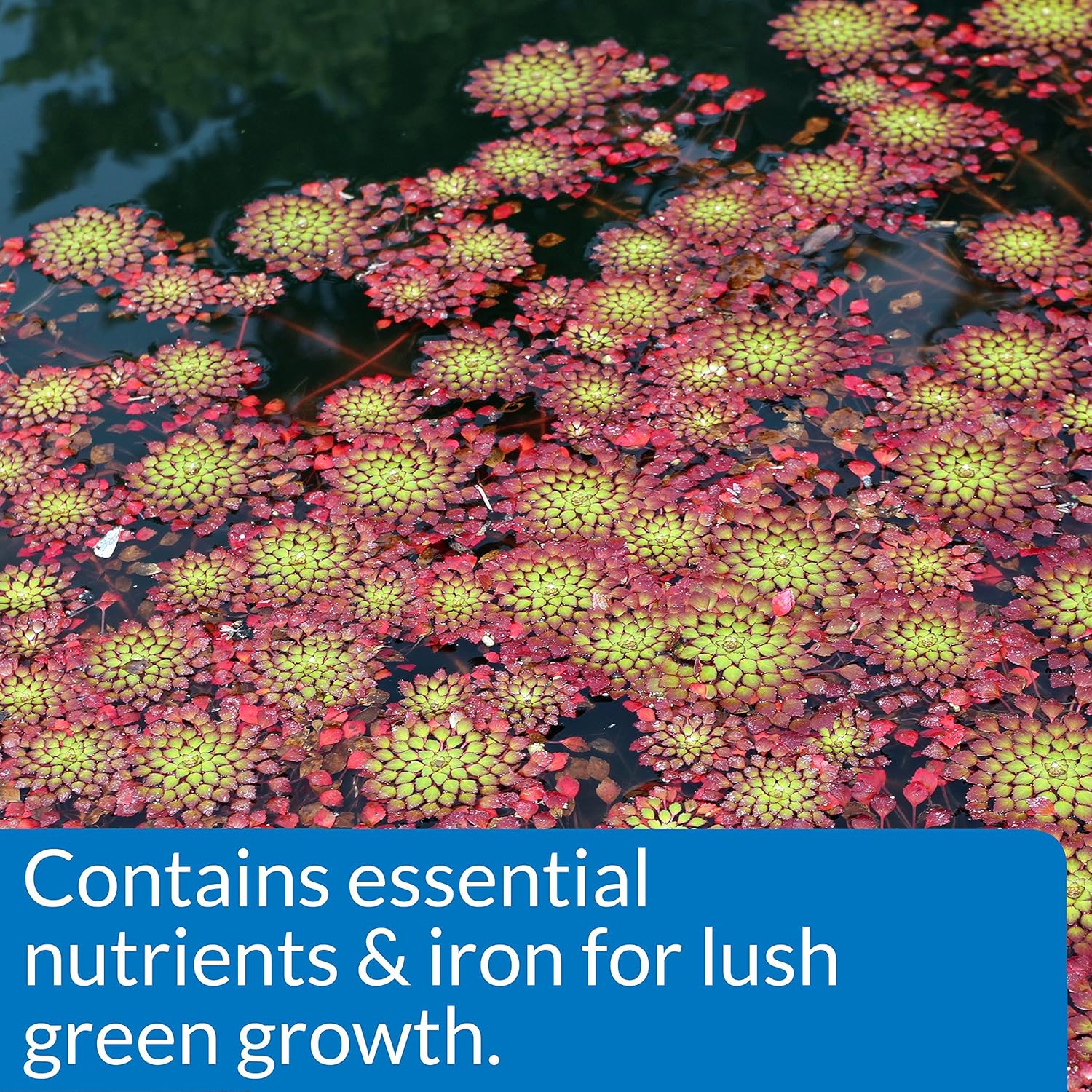 API Pond Aquatic Plant Food 25 Tabs