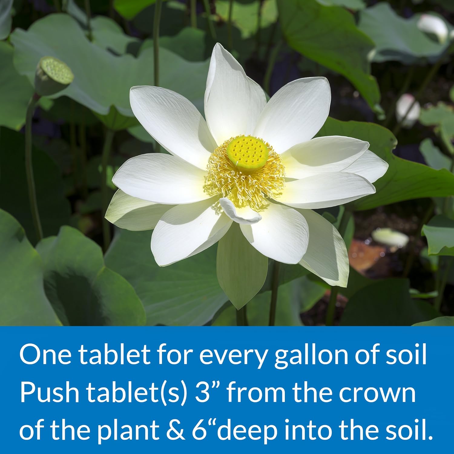 API Pond Aquatic Plant Food 25 Tabs