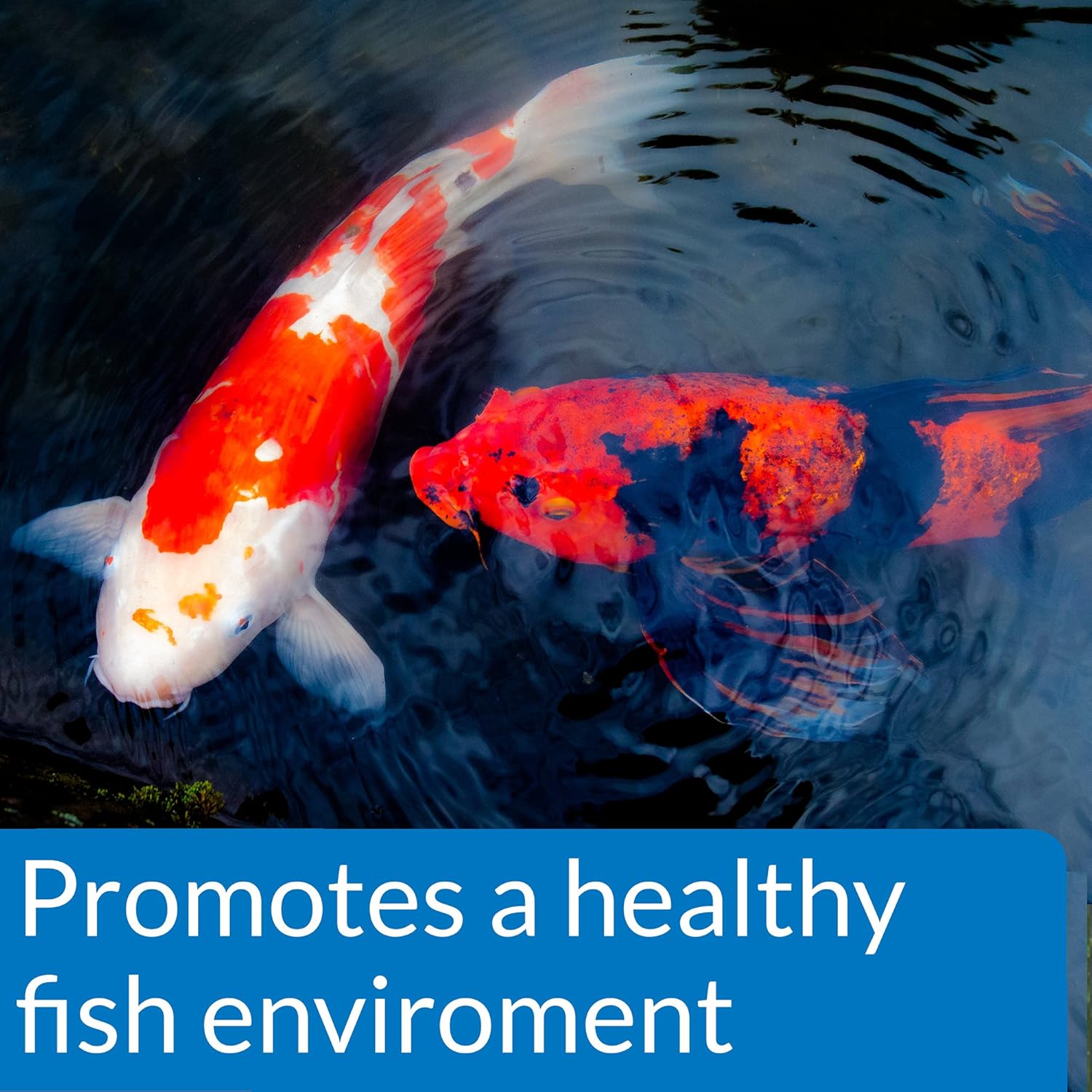 API Pond Ecofix Sludge Destroyer 16 oz