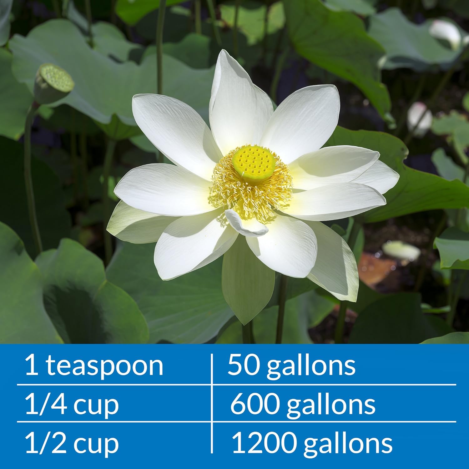 API Pond Microbial Algae Clean 16 oz