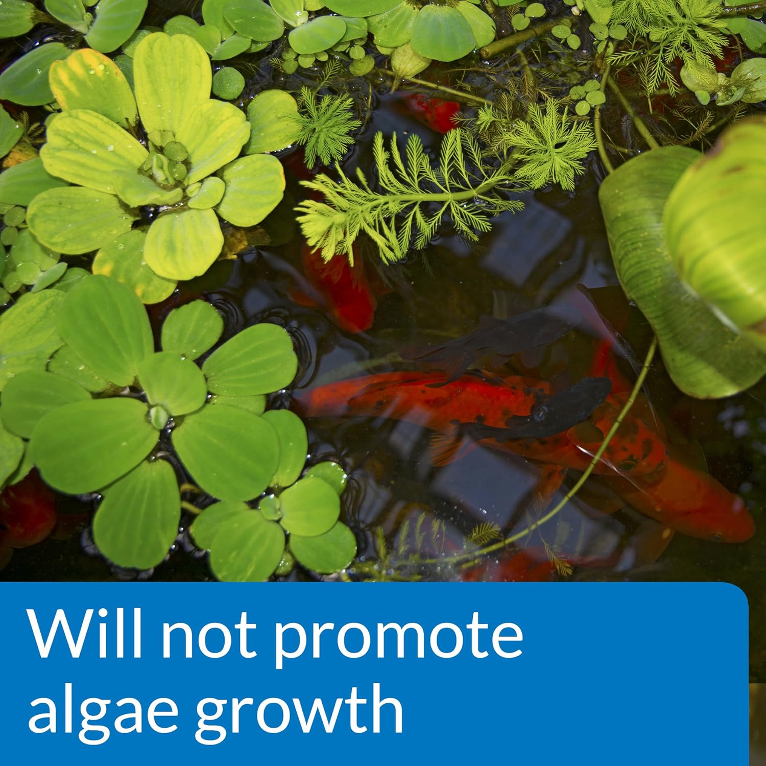 API Pond pH Down 16 oz