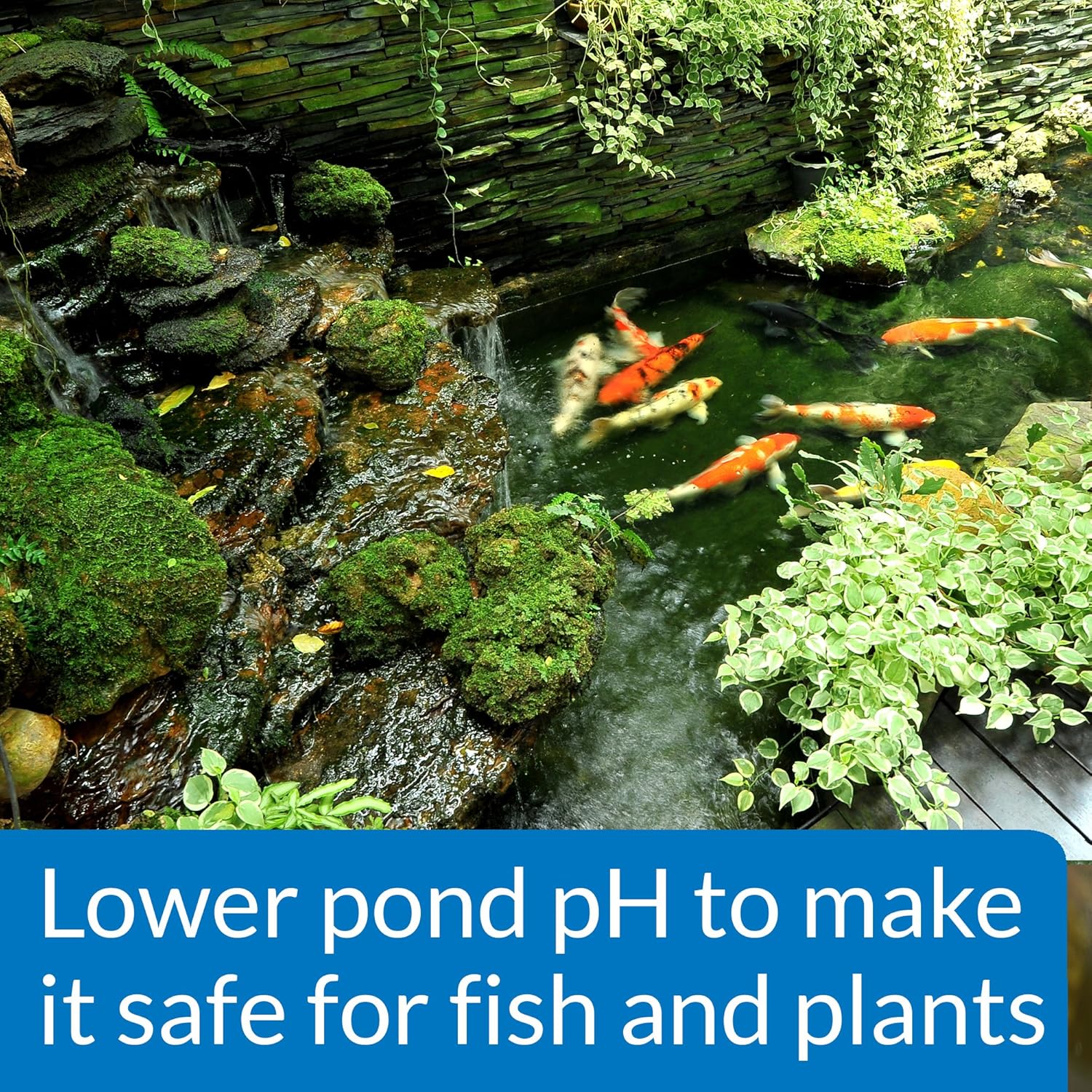 API Pond pH Down 16 oz