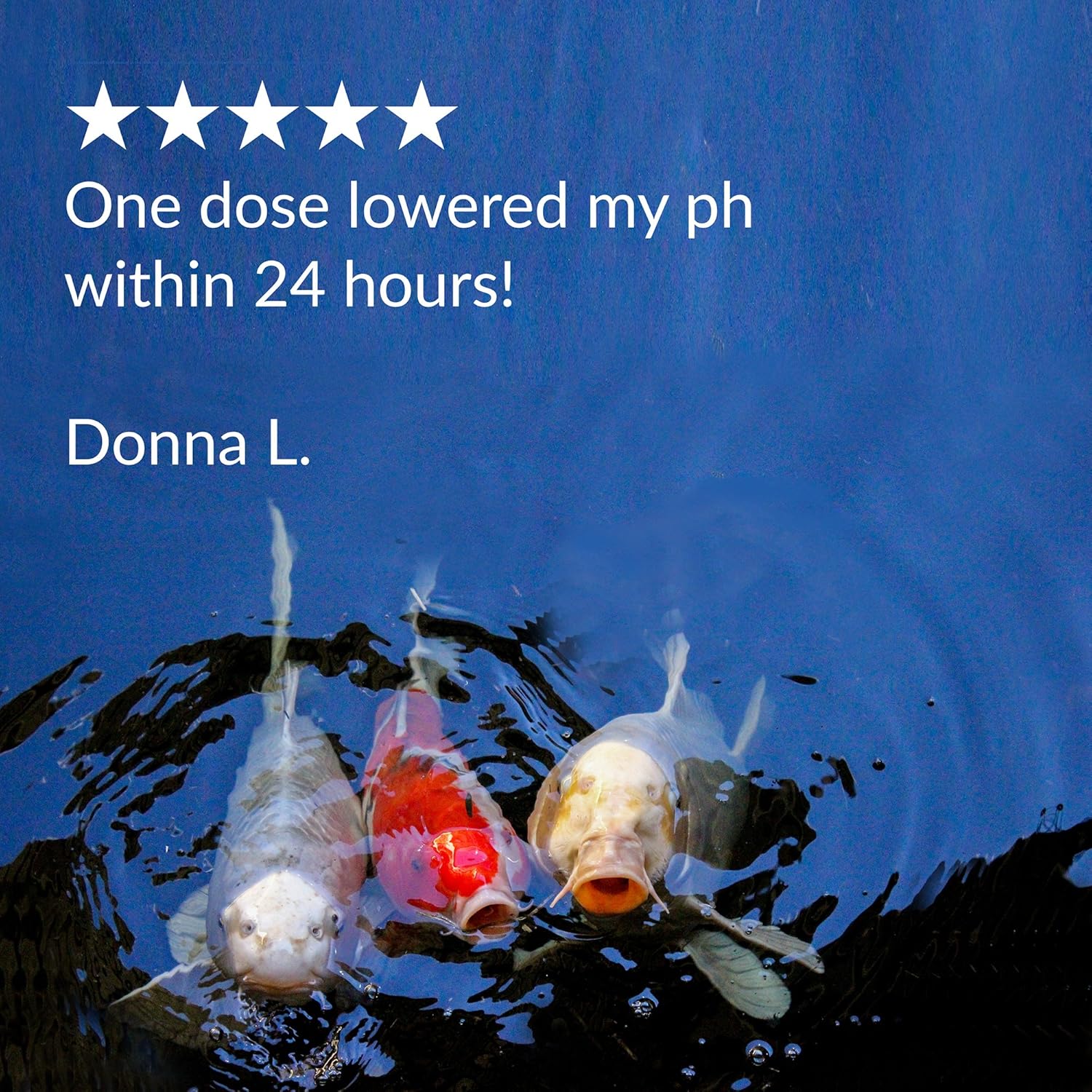 API Pond pH Down 16 oz